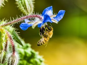 a blue flower and a bee on a green plant