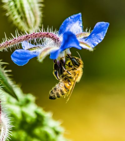 a blue flower and a bee on a green plant